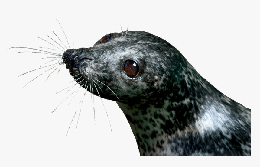 Seal Head Png, Transparent Png, Free Download