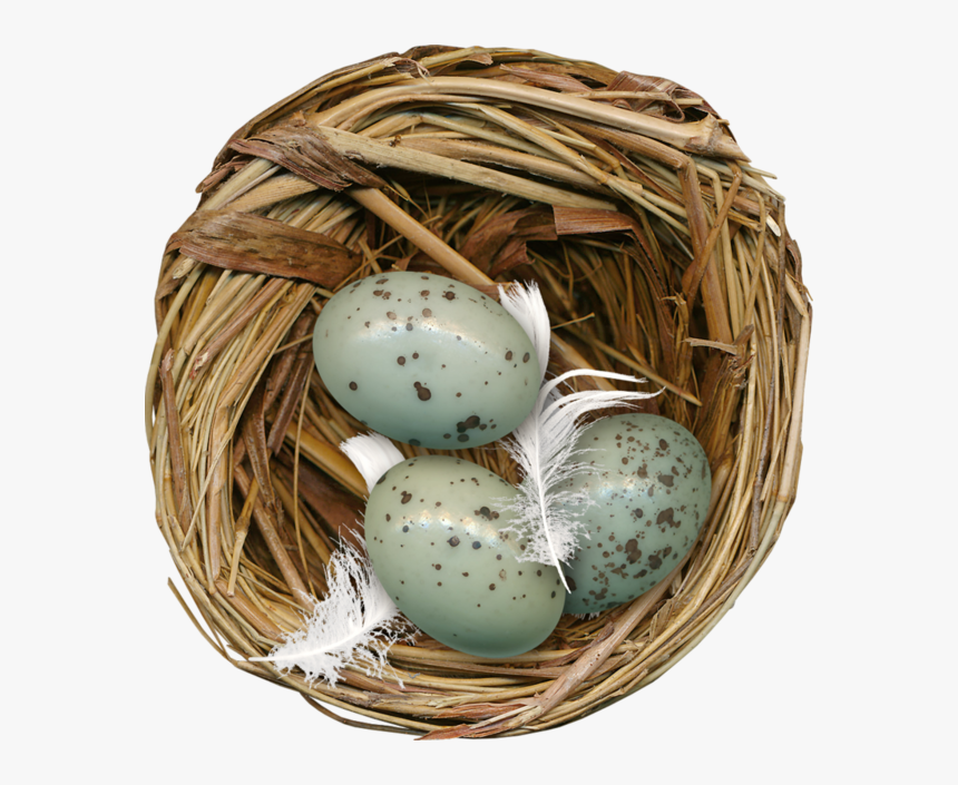 Nest Png Image Hd - Nest, Transparent Png, Free Download