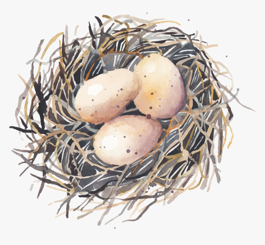 Eggs Vector Bird Egg - Bird Eggs Png, Transparent Png, Free Download