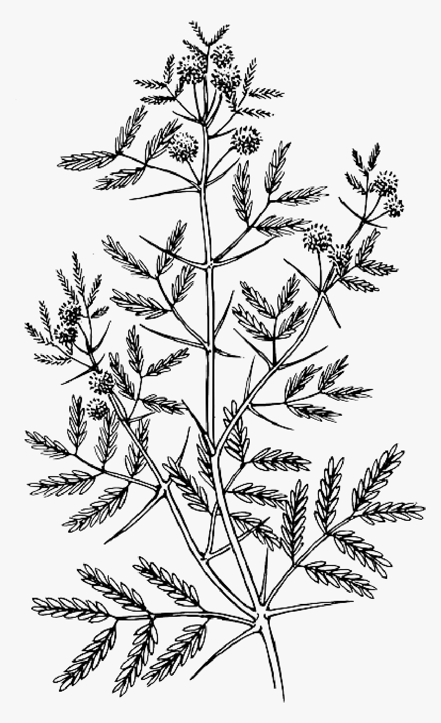 Acacia Drawing Png, Transparent Png, Free Download