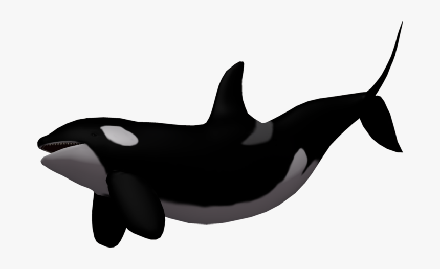 Killer Whale Png Image - Killer Whale Transparent Background, Png Download, Free Download