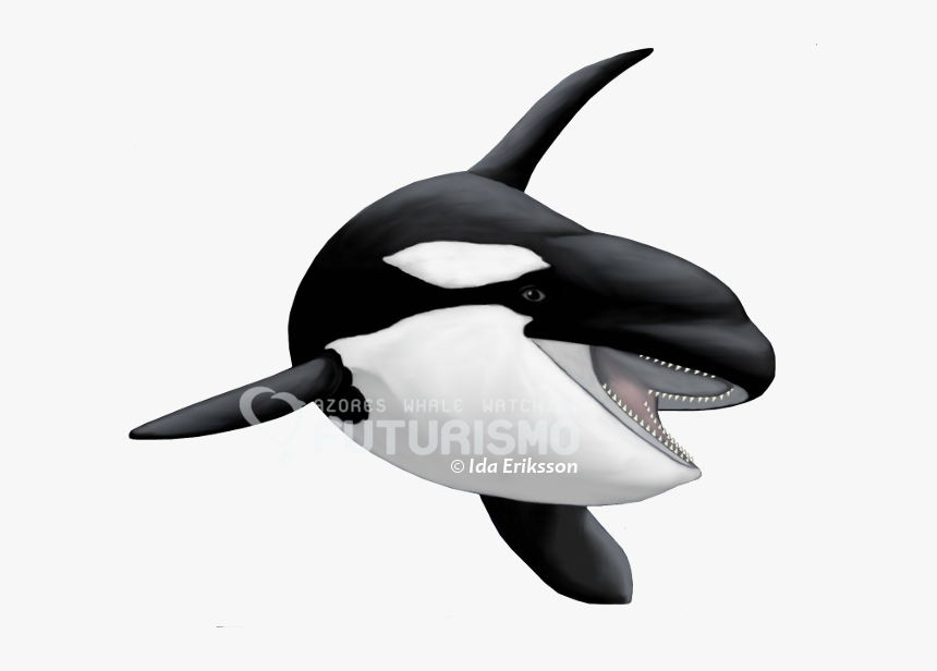 Killer Whale, HD Png Download, Free Download