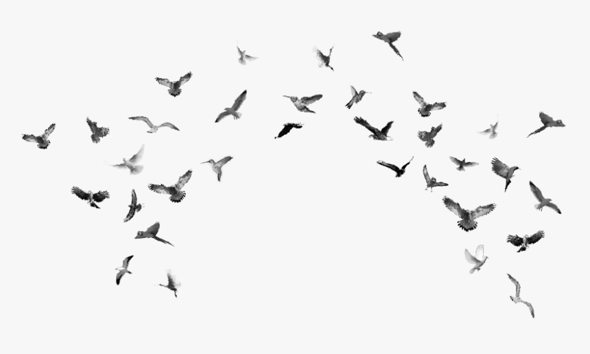 Flock, HD Png Download, Free Download