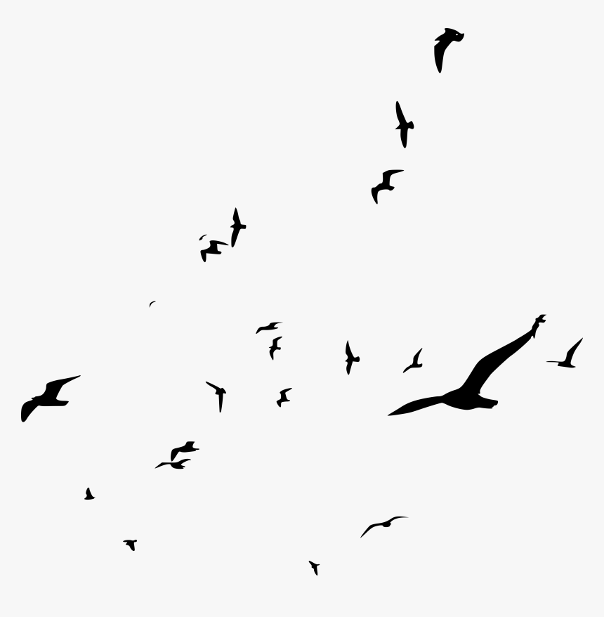 Flock, HD Png Download, Free Download