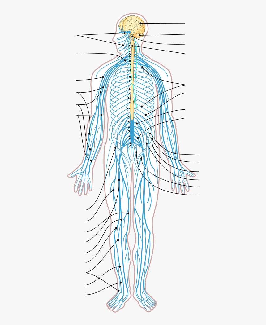 peripheral-nervous-system-unlabeled-hd-png-download-kindpng