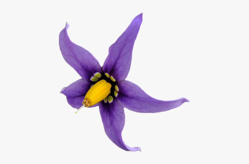 Bellflower, HD Png Download, Free Download