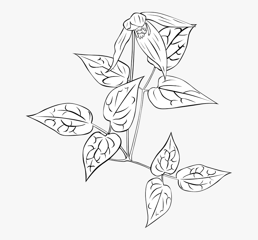 Nightshade, Plant, Clematis, Leaves, Outline - Leather Flower, HD Png Download, Free Download