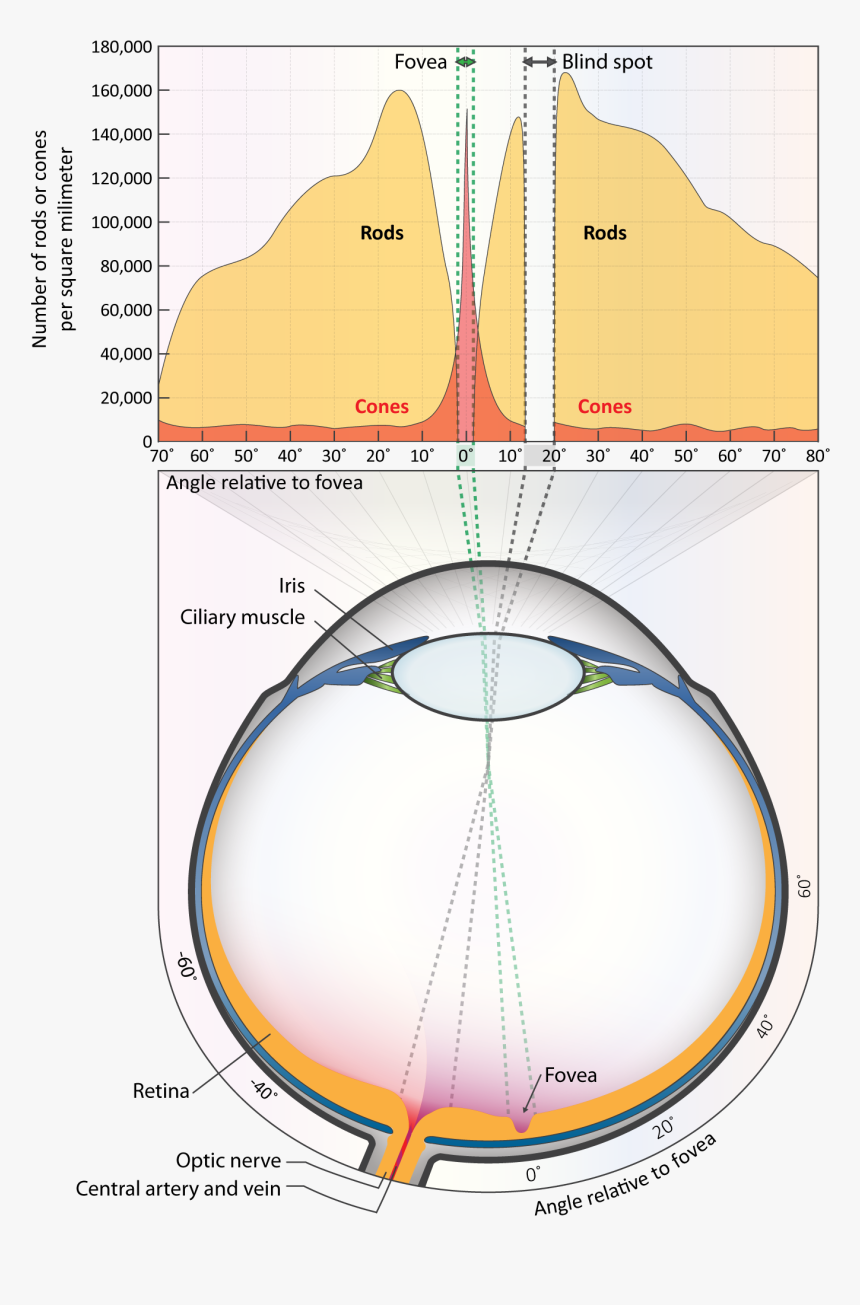 Circle, HD Png Download, Free Download