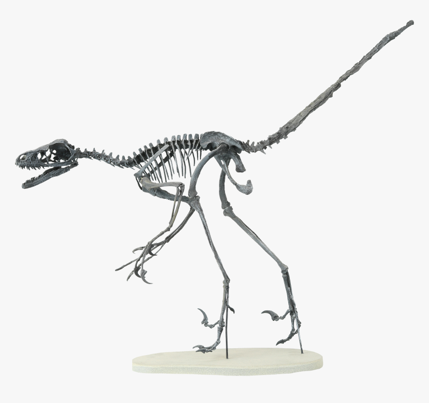 Bambiraptor Skeleton, HD Png Download, Free Download