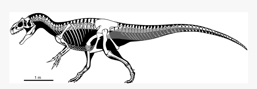 17871 - Allosaurus Skeleton, HD Png Download, Free Download