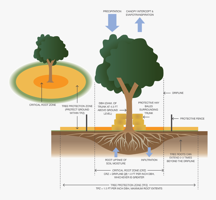 How To Protect Native Trees During Construction - Tree Protection Zone Roots, HD Png Download, Free Download