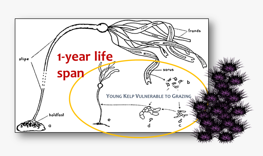 Parts Of Bull Kelp, HD Png Download, Free Download