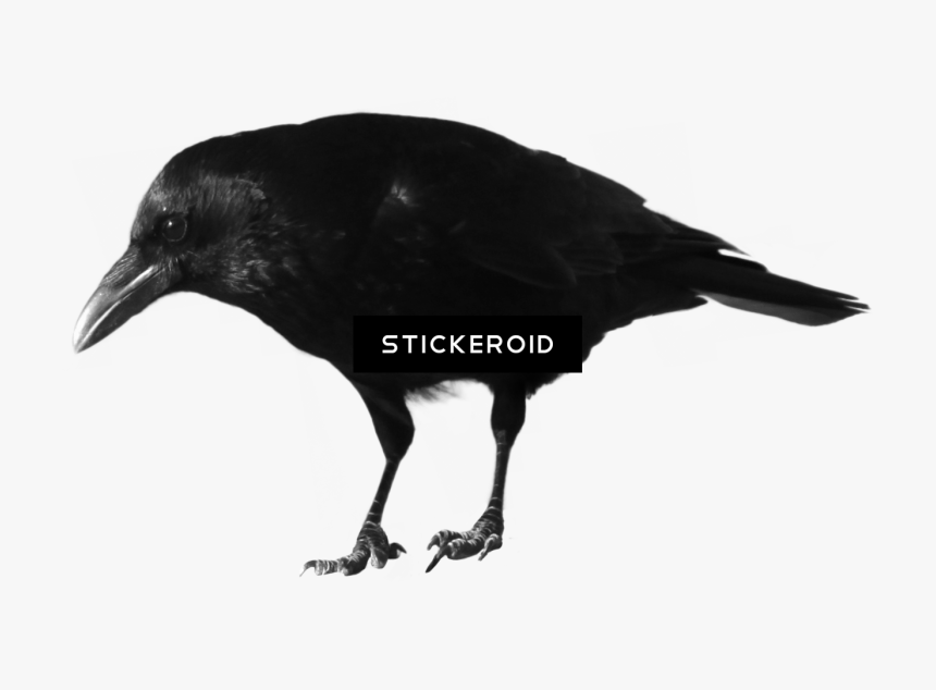 Portable Network Graphics , Png Download - Raven, Transparent Png, Free Download