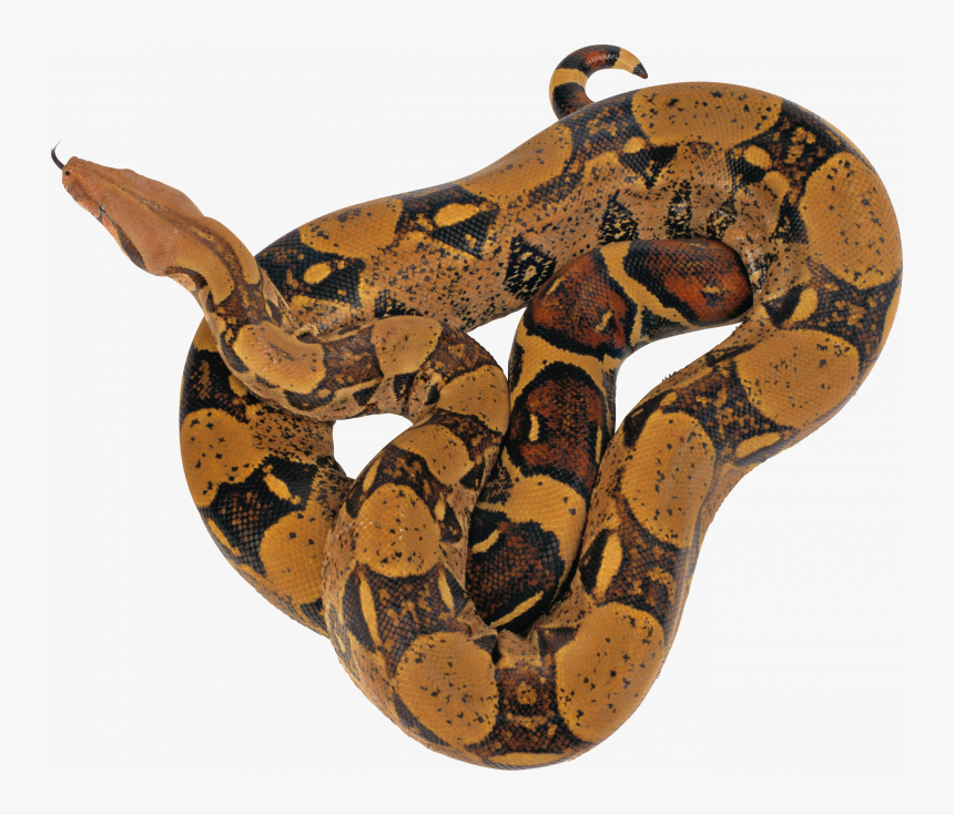 Download This High Resolution Snake Transparent Png - Reticulated Python Png, Png Download, Free Download