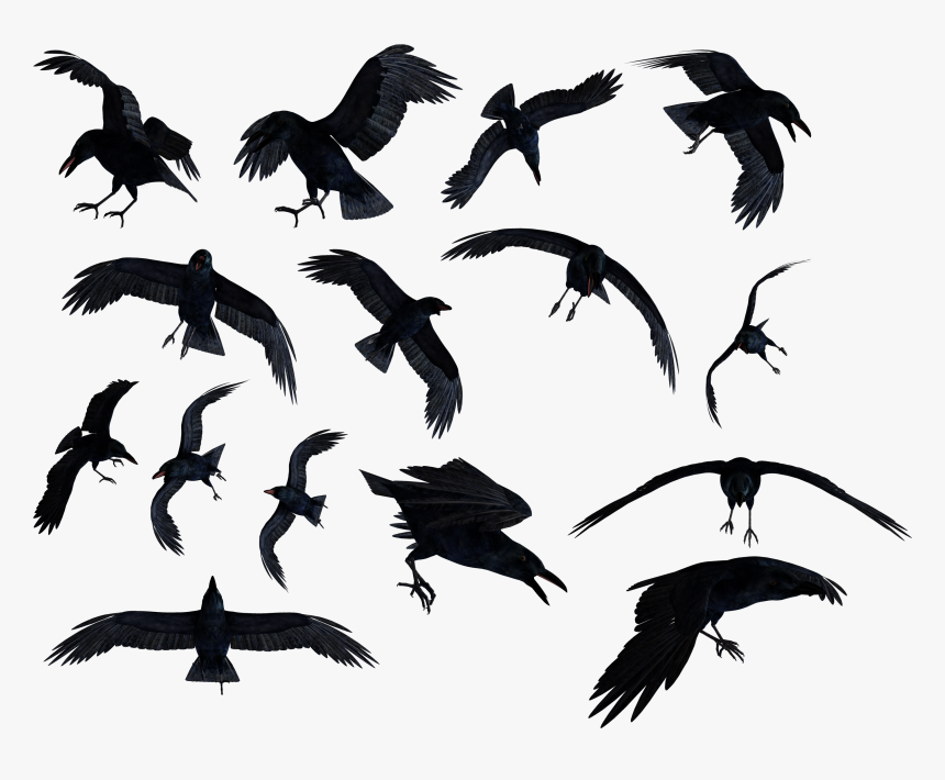 Ravens Png - Raven Png - Ravens Png, Transparent Png, Free Download