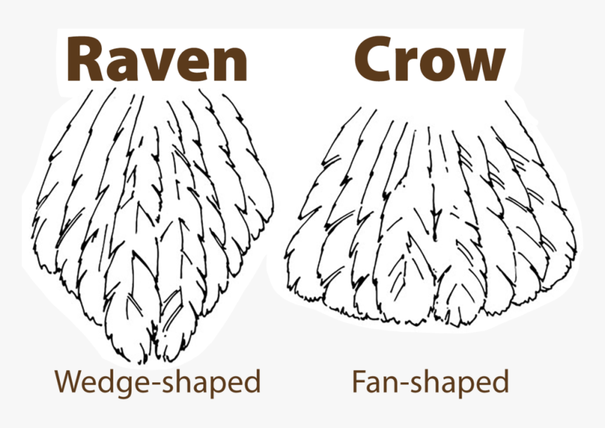 Raven Vs Crow Tail - Do You Tell A Crow And Raven Apart, HD Png Download, Free Download