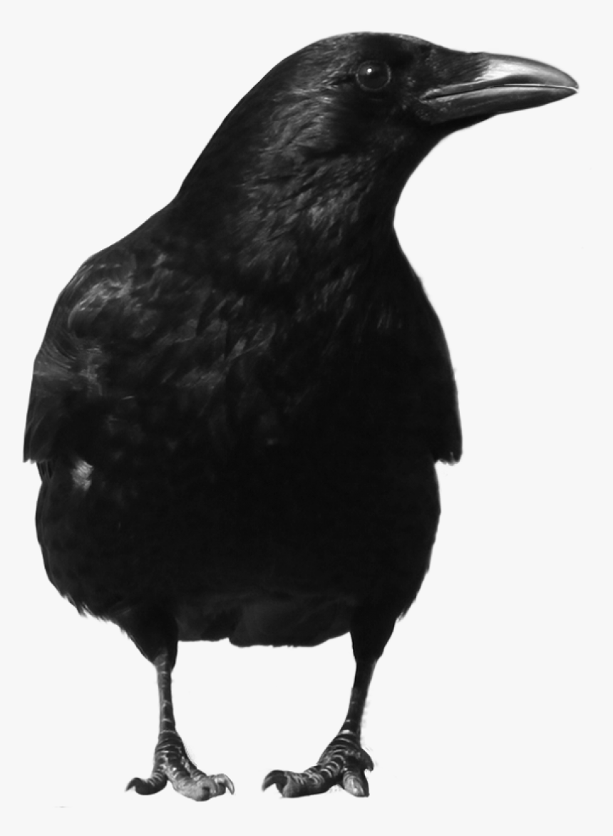 Crow Png, Transparent Png, Free Download