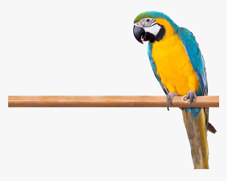 Photo Of A Blue And Yellow Macaw Perched On A Limb - Macaw, HD Png Download, Free Download