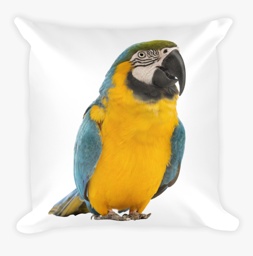 Macaw Print Square Pillow - Blue-and-yellow Macaw, HD Png Download, Free Download