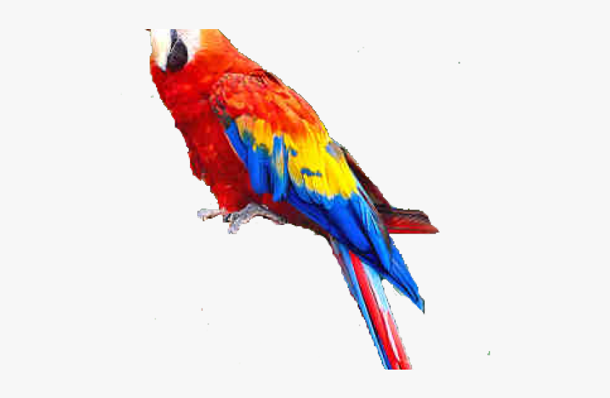 Macaw Clipart Transparent - Macaw Tropical Birds, HD Png Download, Free Download