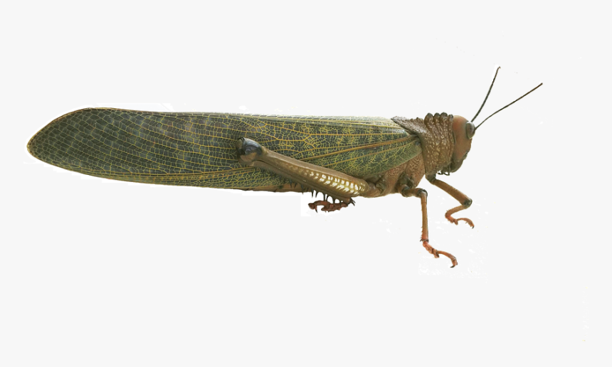 Grasshopper Cricket Animal Free Photo - Band Winged Grasshoppers, HD Png Download, Free Download