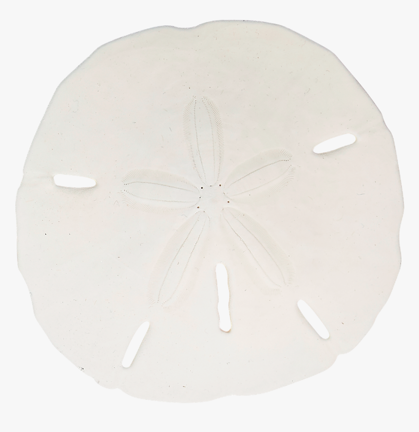 Round Sand Dollar - Sand Dollar, HD Png Download, Free Download