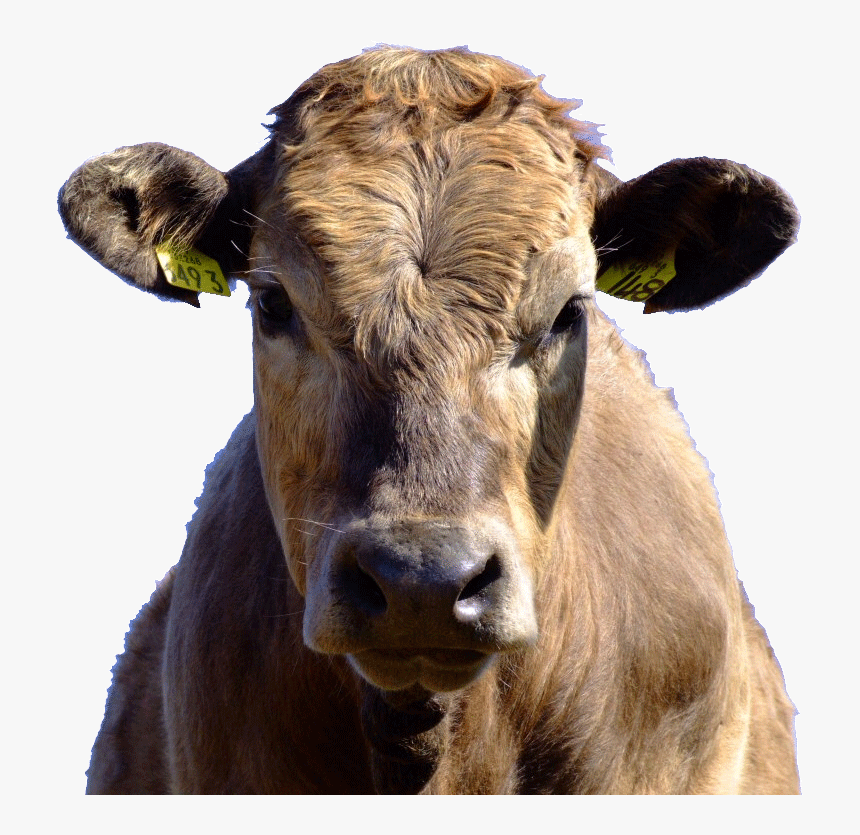 Vaca Fara Coarne , Png Download - Am Cow, Transparent Png, Free Download