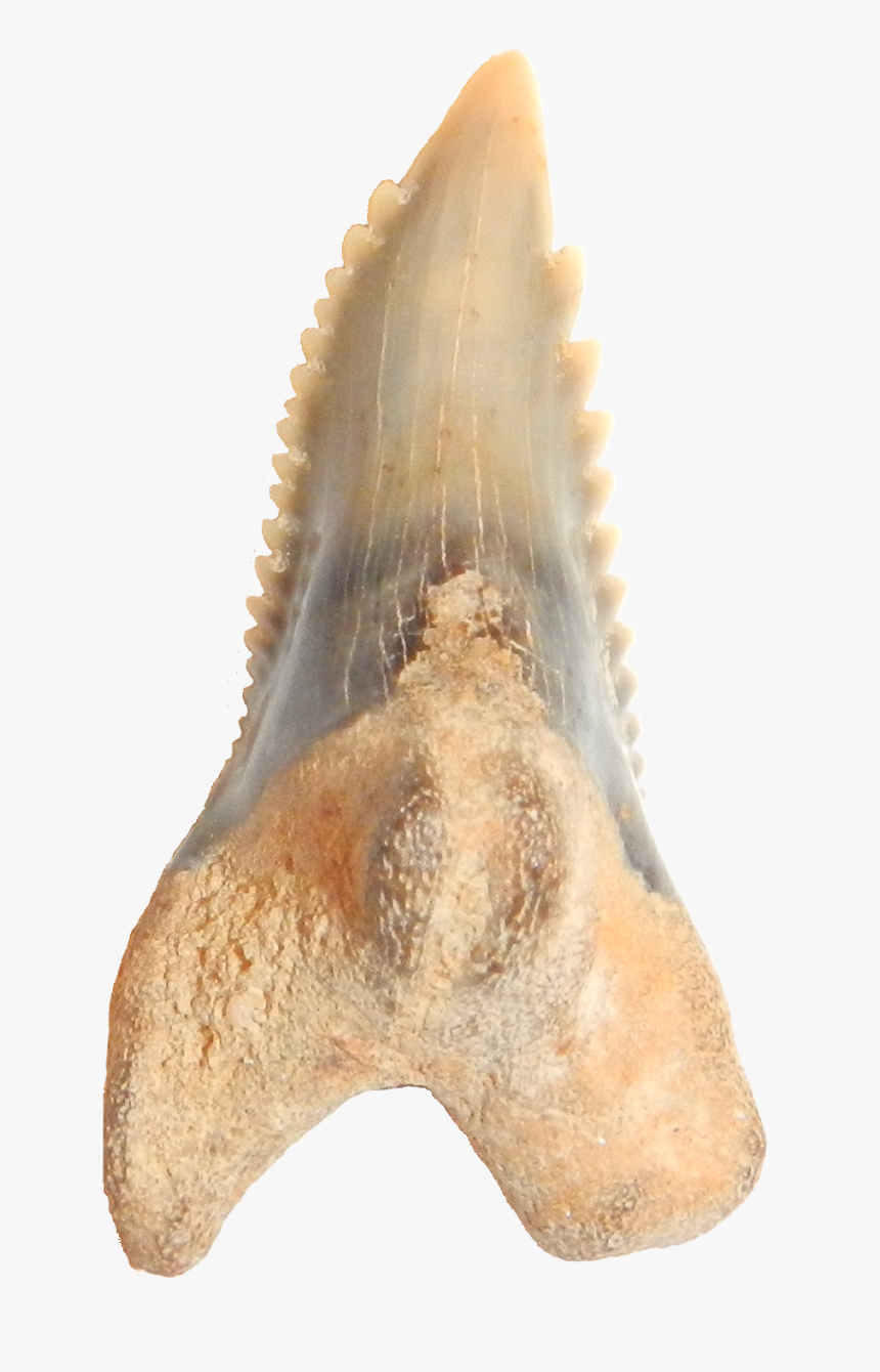 Hemipristis Serrra Upper Anterior Lin - Shell, HD Png Download, Free Download