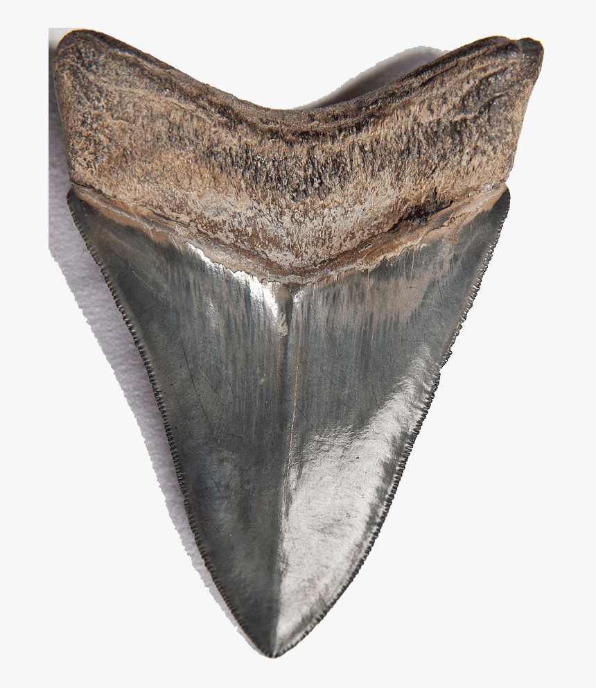 Shark Teeth Png Download Image - Fish, Transparent Png, Free Download