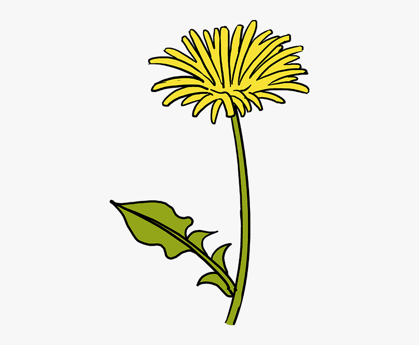 How To Draw A Dandelion Draw A Yellow Dandelion Easy, HD Png Download