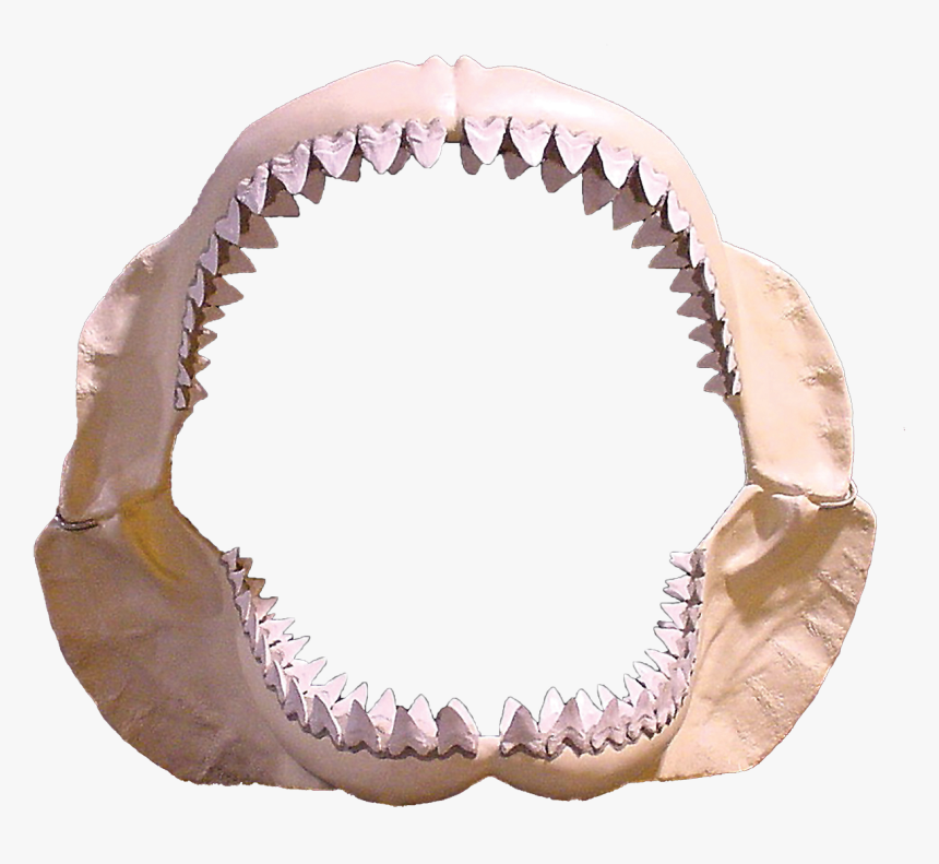 Megalodon-0 - Transparent Shark Teeth Png, Png Download, Free Download