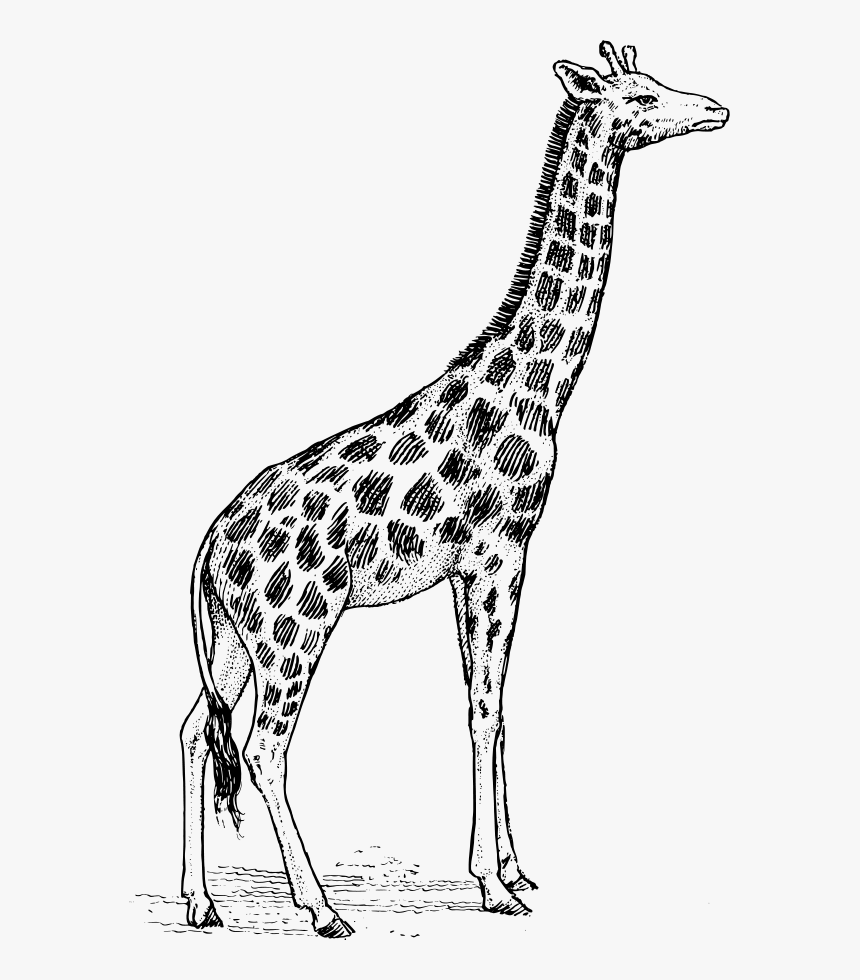 Download Giraffe Svg Vector File Giraffe Animal Drawing Hd Png Download Kindpng