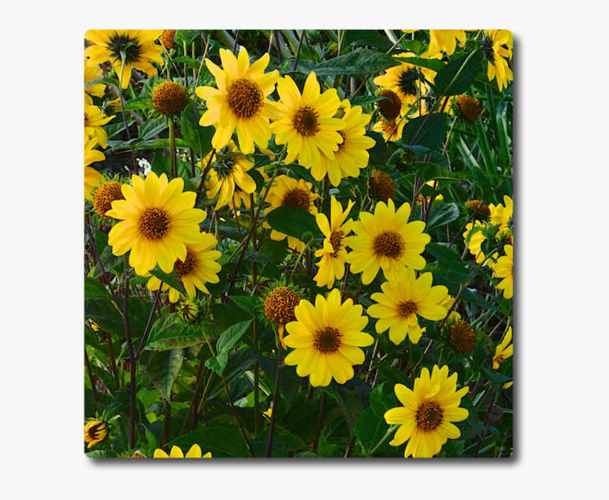 African Daisy, HD Png Download, Free Download