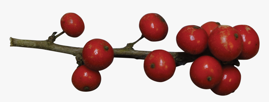 Holly Berries Red Png , Png Download - Red Holly Berries Png, Transparent Png, Free Download