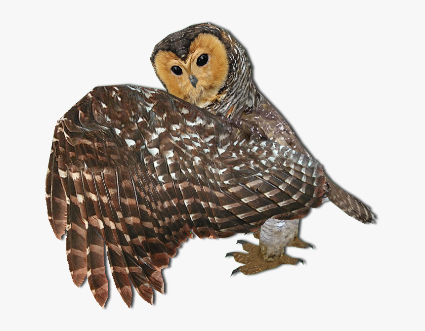 Barn Owl , Png Download - Barn Owl, Transparent Png, Free Download