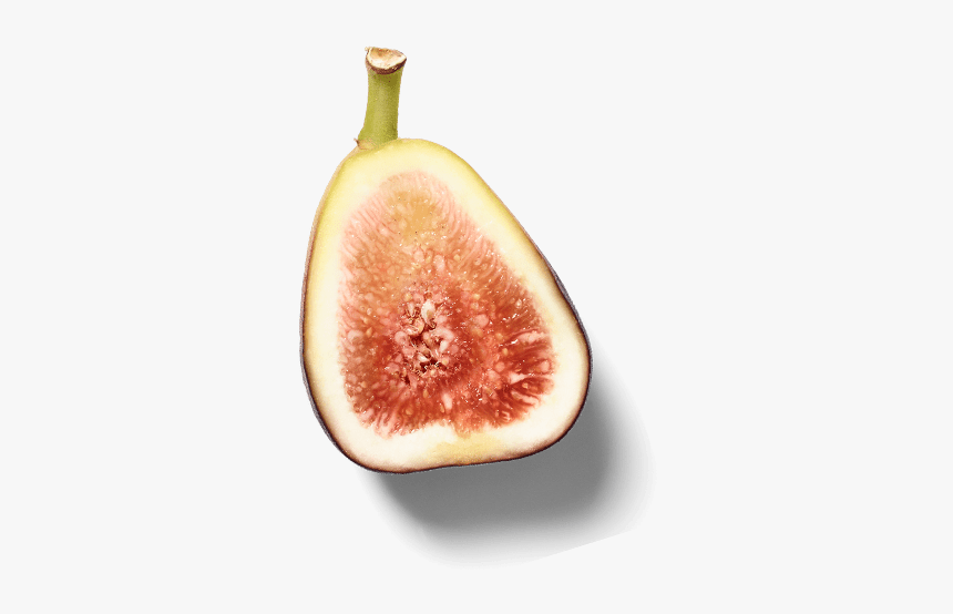 Common Fig, HD Png Download, Free Download