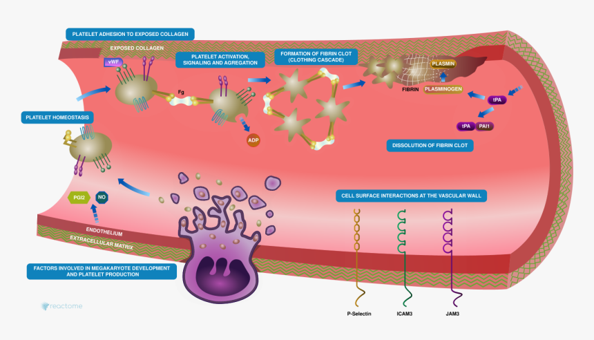 Figure - Clotting Cascade Collagen Exposure, HD Png Download, Free Download