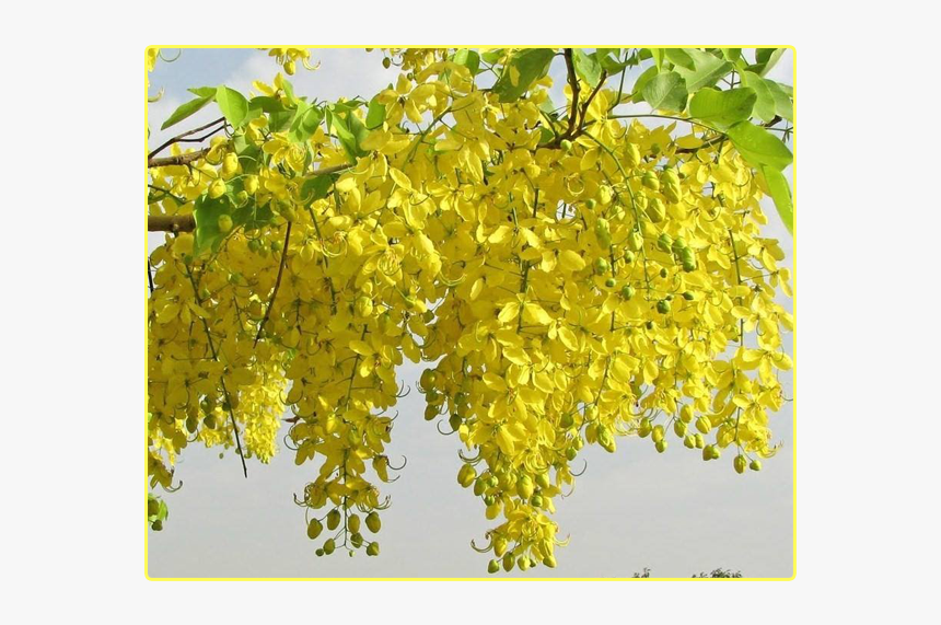 Cassia Fistula, HD Png Download, Free Download