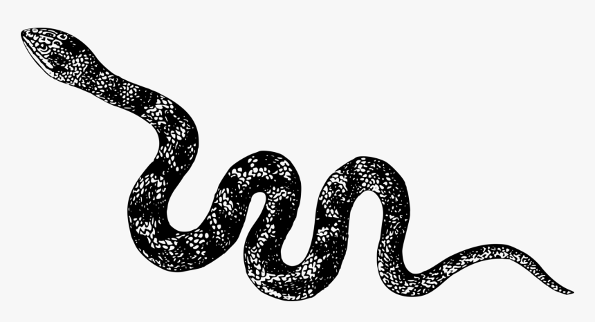 Cobra Clipart Vipers - Snake Black And White Png, Transparent Png, Free Download