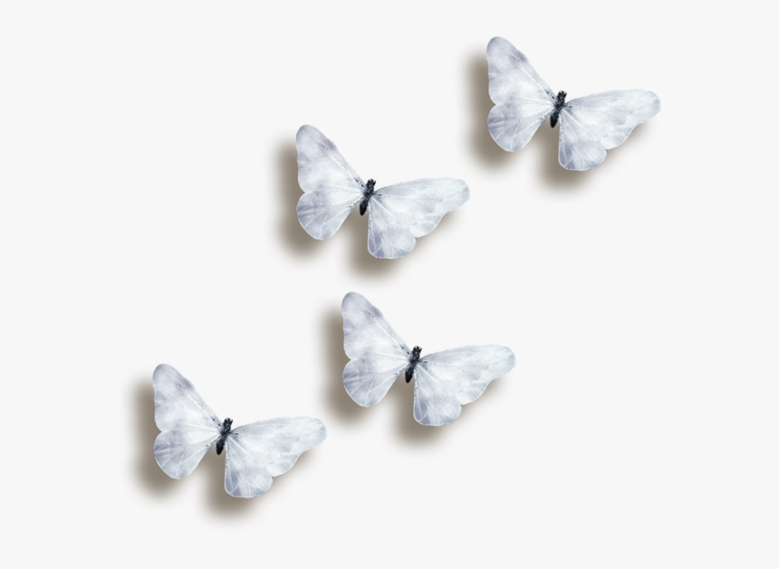 Transparent Black And White Butterfly Png - Transparent Background White  Butterfly, Png Download - kindpng