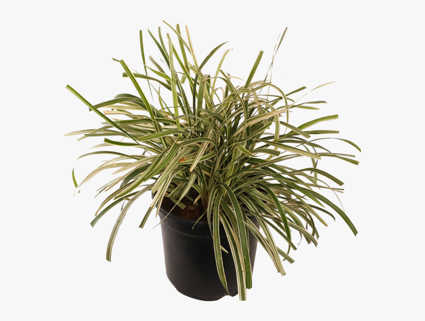 Ribbon Grass - Houseplant, HD Png Download, Free Download