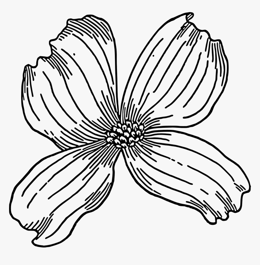 Dogwood Clip Art, HD Png Download, Free Download