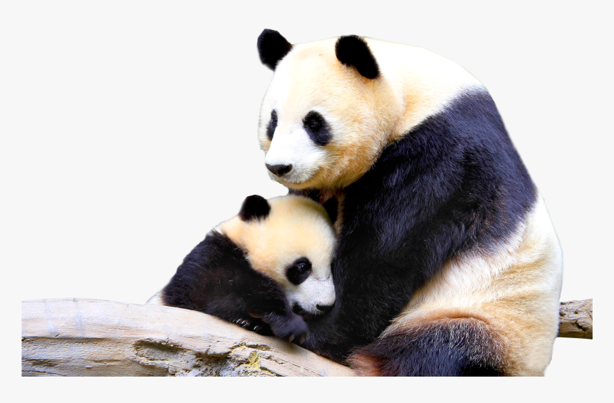 Panda Png - Mother Animals And Baby Animals, Transparent Png, Free Download