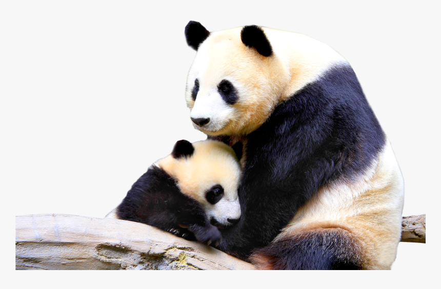 Panda Png Mother Animals And Baby Animals Transparent Png Kindpng