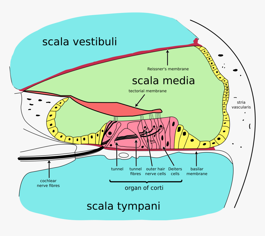 Organ Corti, HD Png Download, Free Download