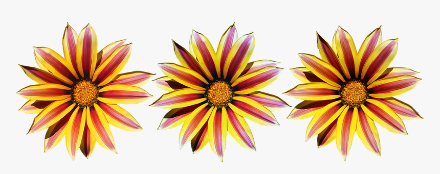 Flores, Amarillo, A Rayas, Sol Margaritas, Jardín - Gazania, HD Png  Download - kindpng