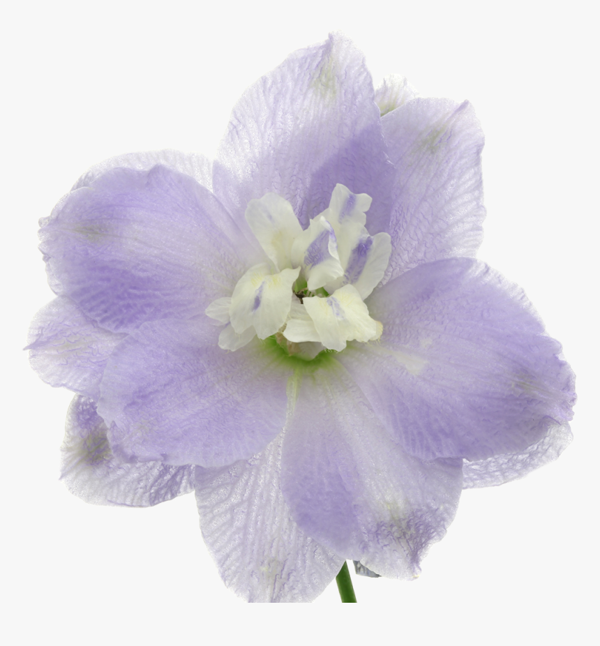 Bellflower, HD Png Download, Free Download