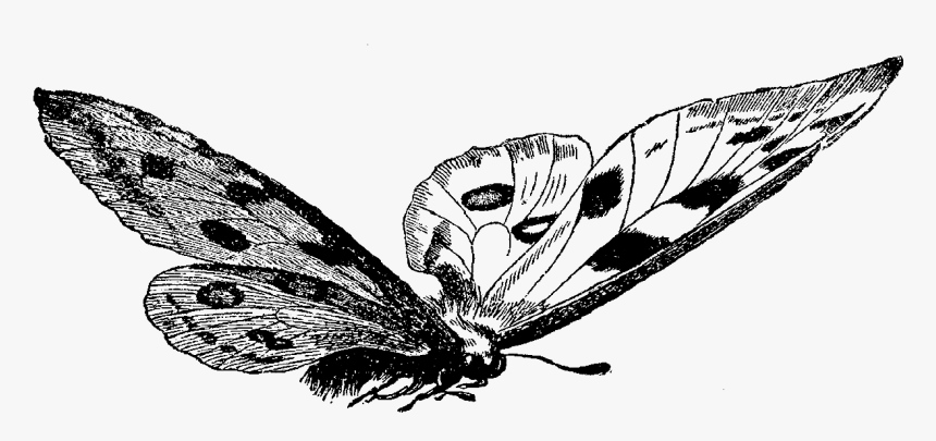 Butterfly Digital Image Stock - Butterfly Illustration Png Black And White, Transparent Png, Free Download