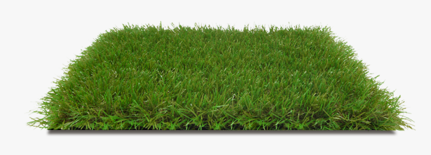 Grass Png, Transparent Png, Free Download