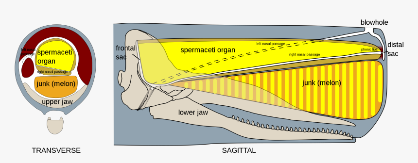 Sperm Whale Oil Cavity, HD Png Download, Free Download